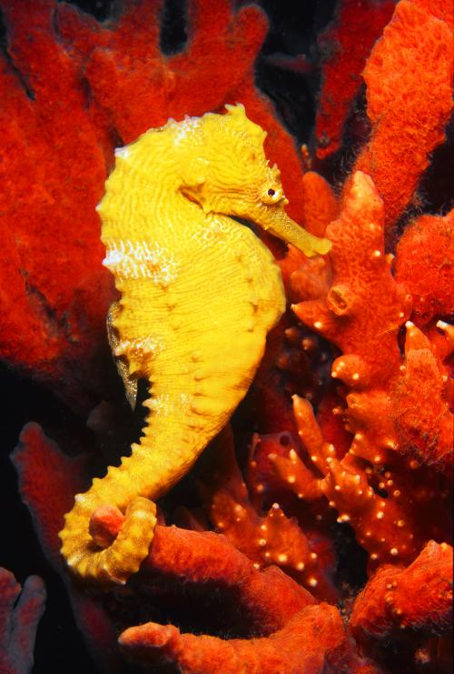 Lined Seahorse